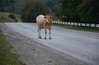 U e-savjetovanju Program potpore za zbrinjavanje napuštenih, izgubljenih i oduzetih domaćih životinja